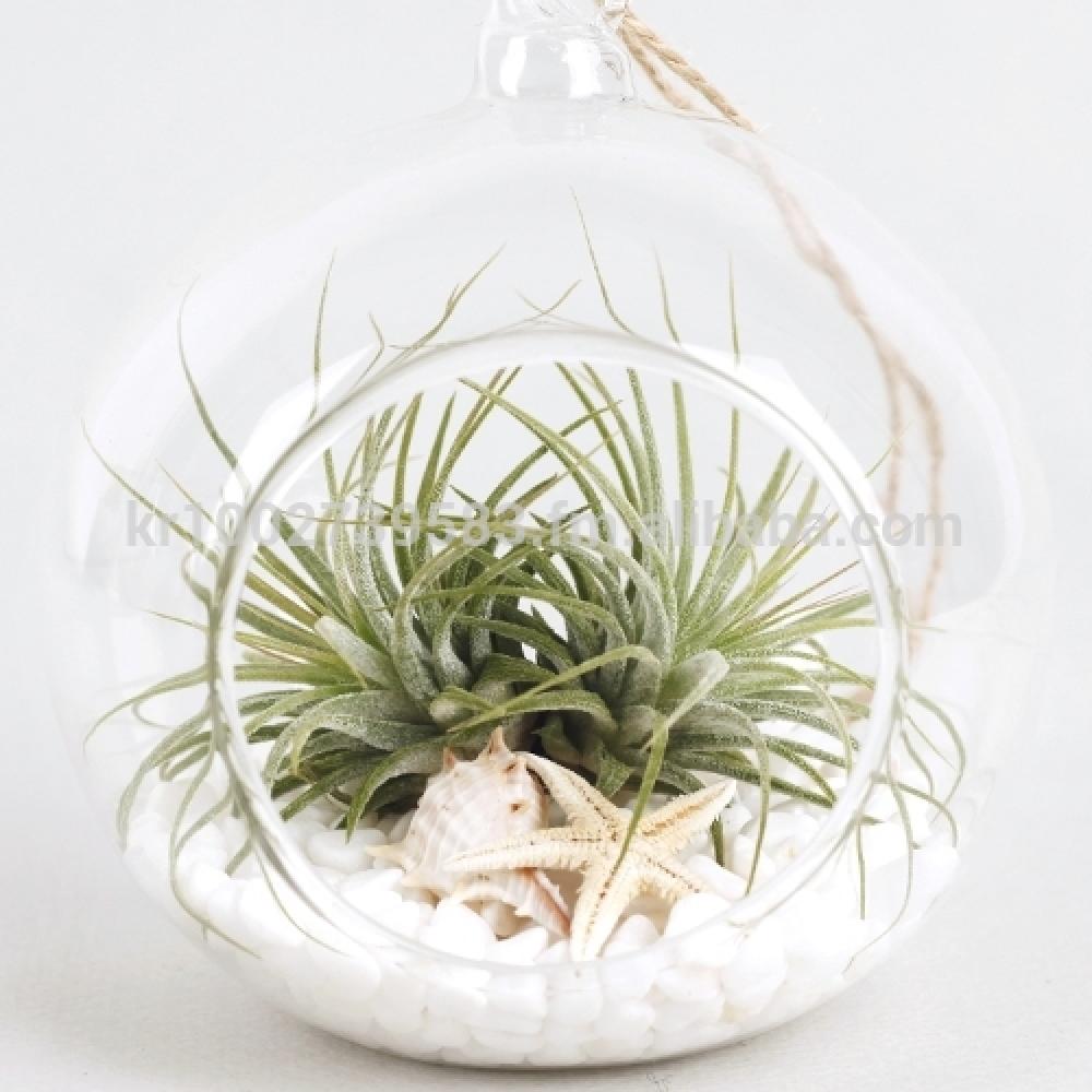 Air Plants Tillandsia DIY Terrarium Kit " White Sand Beach " by Joinflower