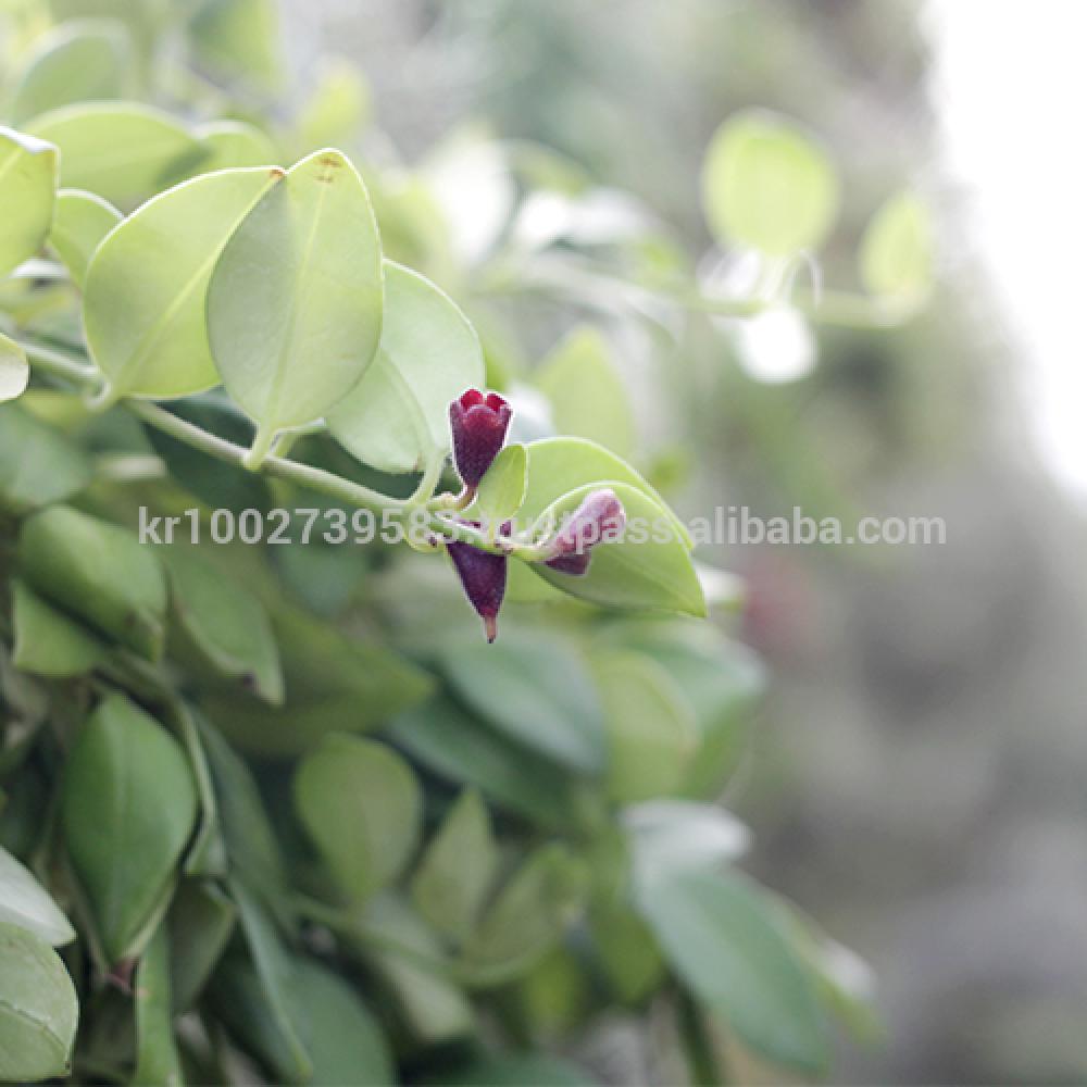 Beautiful, small, reddish orange flowers Lipstick Plants " Green " Joinflower Joinfolia