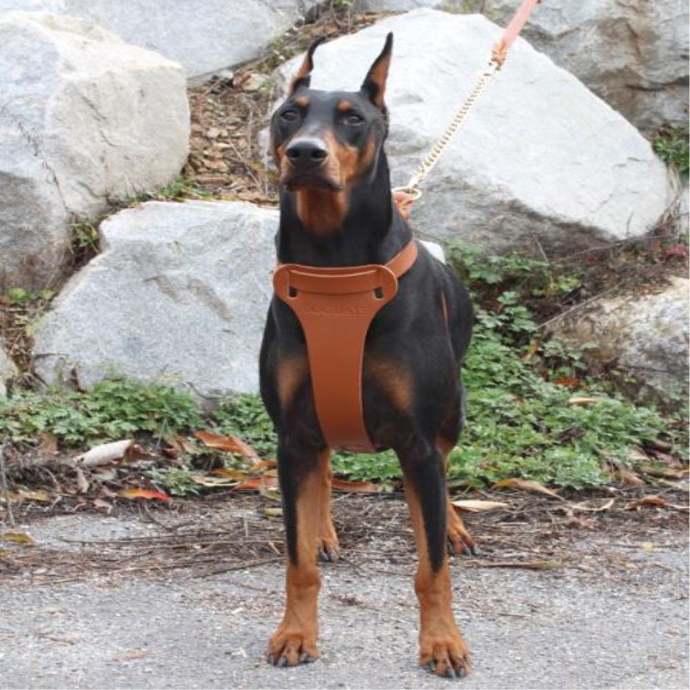 Twist leather harness T type(Big dog)