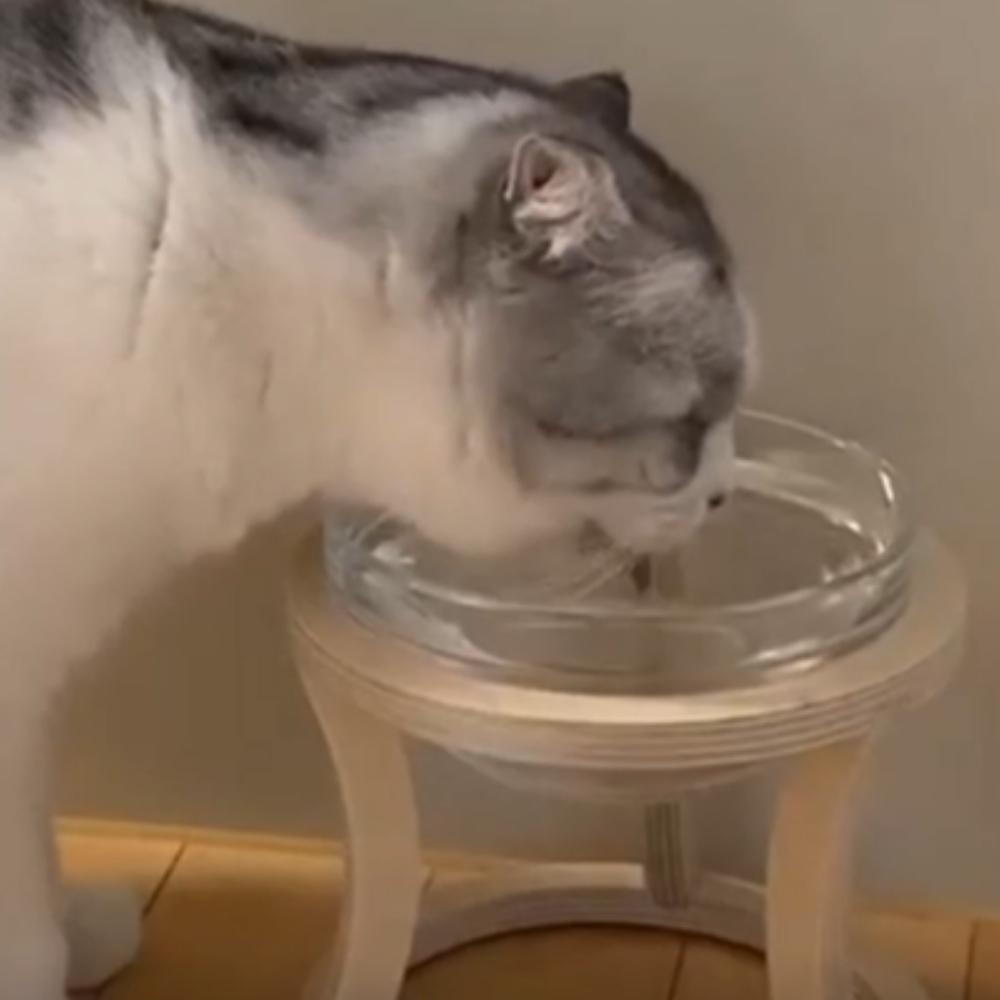 Elevated water bowl